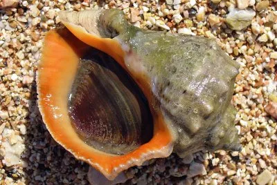 Rapana venosa