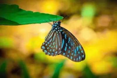 Imagem jigsaw puzzle
