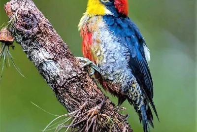 cores jigsaw puzzle