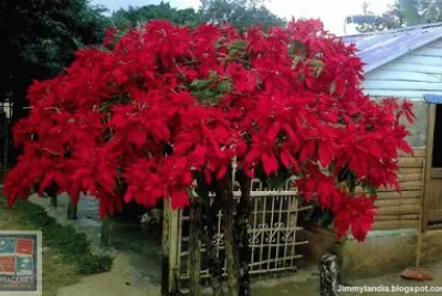 Flor de navidad