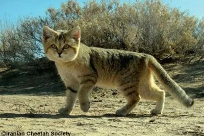 Sand Cat jigsaw puzzle