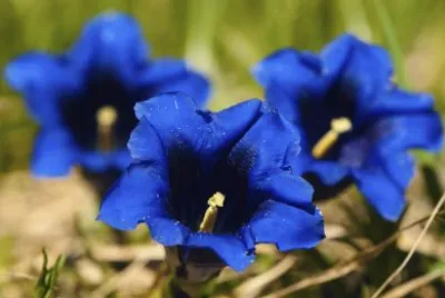 Gentiane