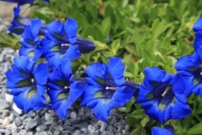 Gentiane