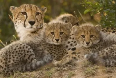 Cheetah with Cubs