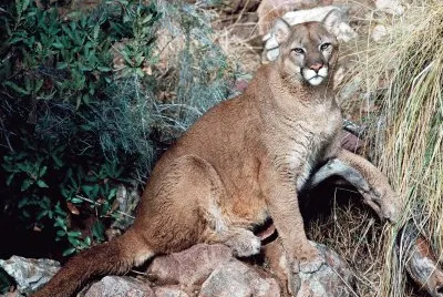 Mountain Lion jigsaw puzzle