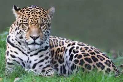 Jaguar