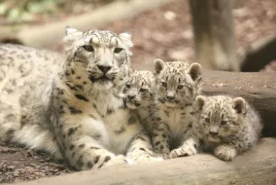 Snow Leopard