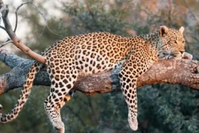 Leopard
