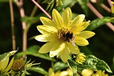 Imagem jigsaw puzzle