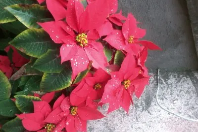 FLOR DE NATAL jigsaw puzzle