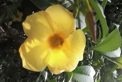 FLOR AMARELA jigsaw puzzle