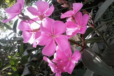 FLOR COR DE ROSA jigsaw puzzle