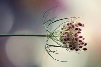 flores jigsaw puzzle