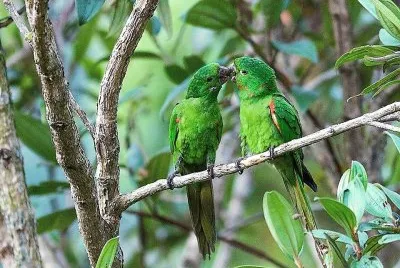 natural jigsaw puzzle