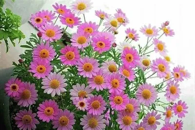 flores jigsaw puzzle