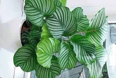 natural jigsaw puzzle