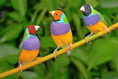 cores jigsaw puzzle