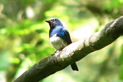 Pigliamosche bianco blu