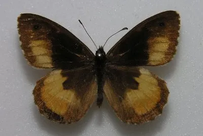 Hipparchia neomiris