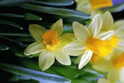 Imagem jigsaw puzzle