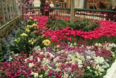 Imagem jigsaw puzzle