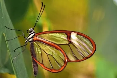 Imagem jigsaw puzzle