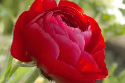 Renoncule jigsaw puzzle