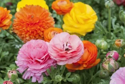 Renoncules jigsaw puzzle