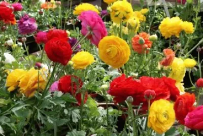 Renoncules jigsaw puzzle