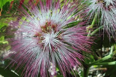 Imagem jigsaw puzzle