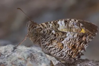 Hipparchia neopoletana