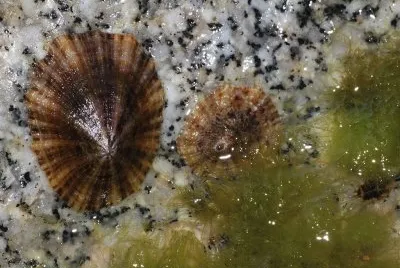 Patella caerulea