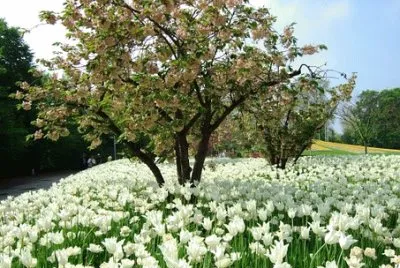 Imagem jigsaw puzzle