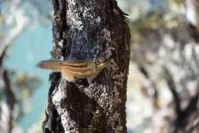 Imagem jigsaw puzzle