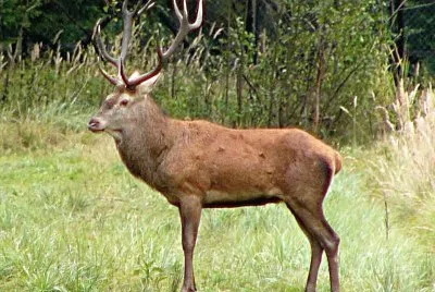 Cervo nobile