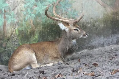 Cervo di eld
