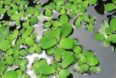 Imagem jigsaw puzzle