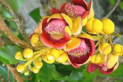 flores jigsaw puzzle