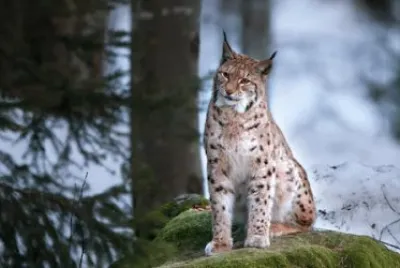 Lynx