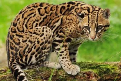 Ocelot