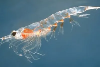 Krill