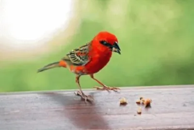 Imagem jigsaw puzzle