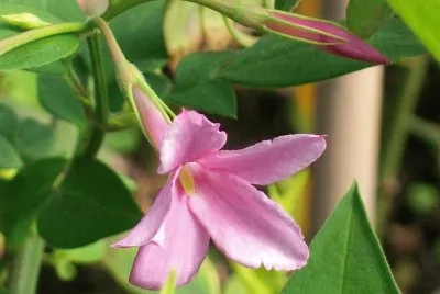 פאזל של Jasminium