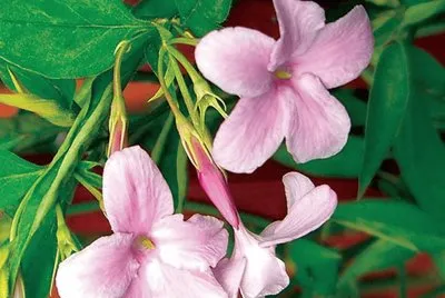 פאזל של Jasminium