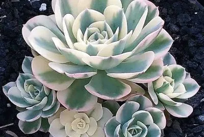 פאזל של natural