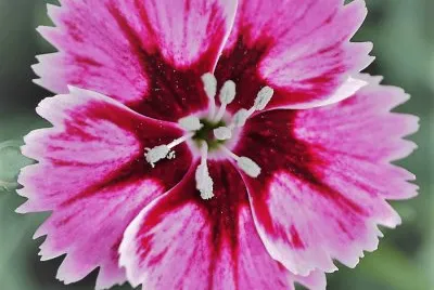 פאזל של flores