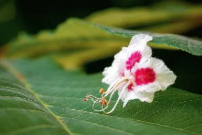 פאזל של flores