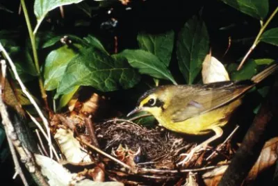 פאזל של Parula del kentucky