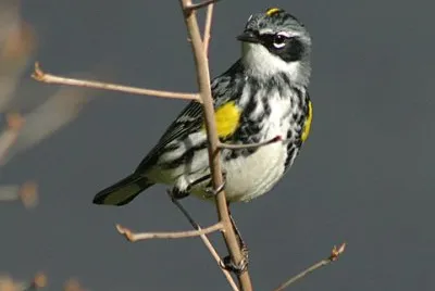 Parula gropponegiallo jigsaw puzzle