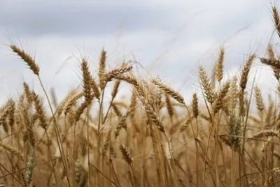 פאזל של Imagem